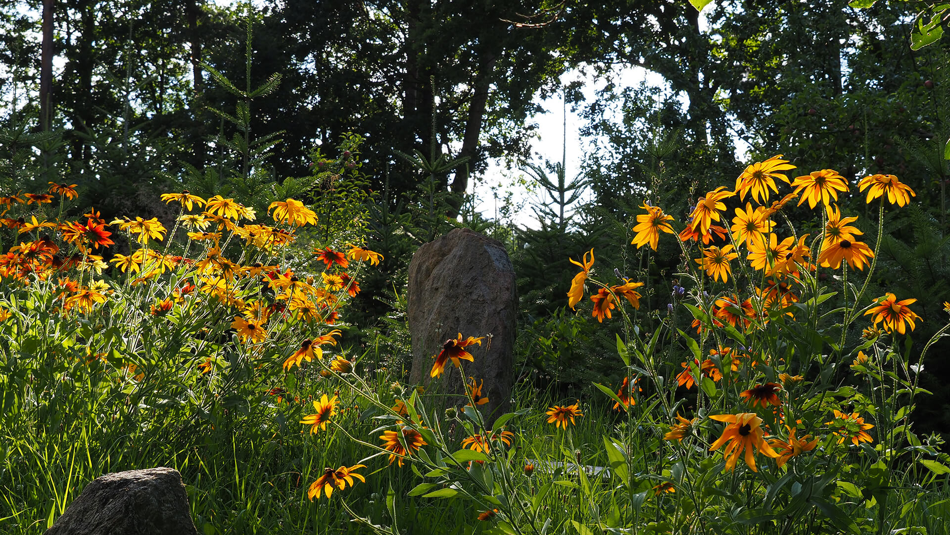 Rudbekie- menhir- zahrada Přehájek